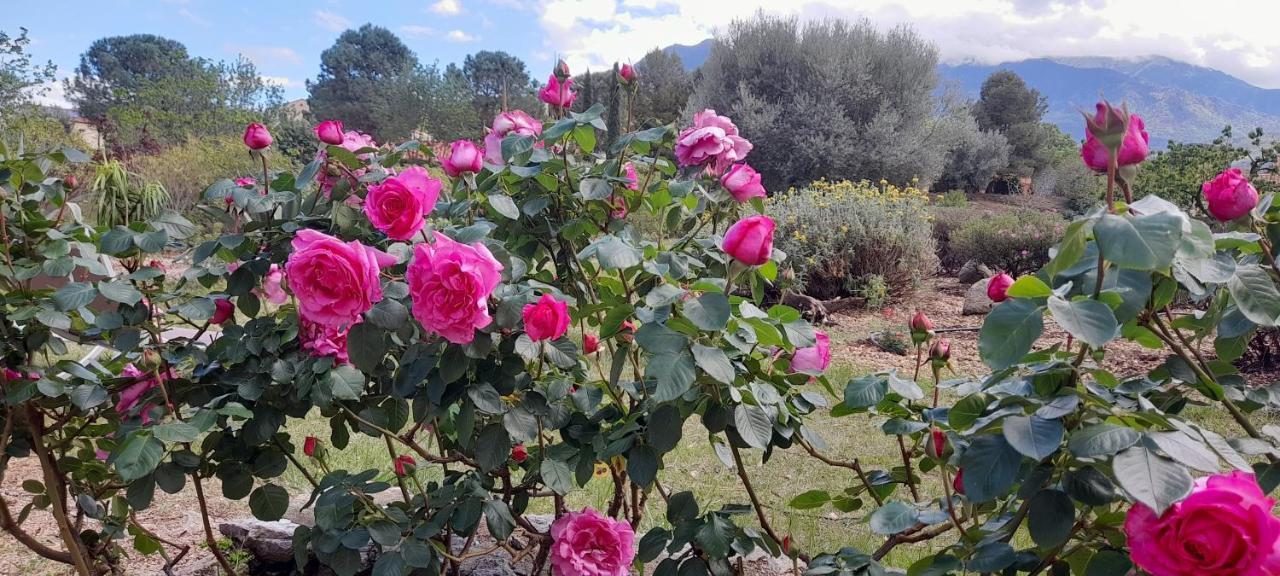 Castell Rose Bed & Breakfast Prades  Exterior photo